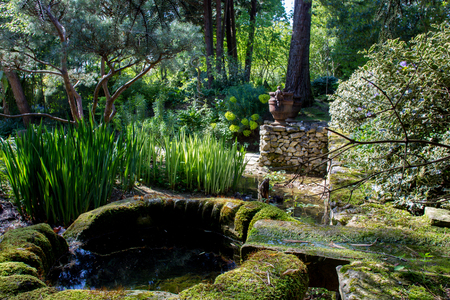 Plants loving water and shadow . Park AGAPANTHE of Alexandre Thomasの写真素材