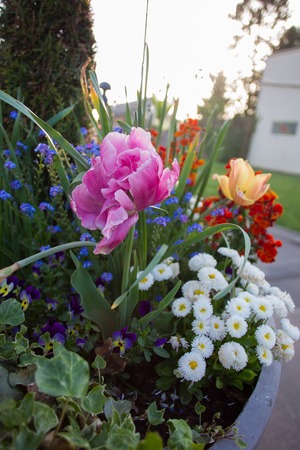 flower bed  . Normandy. Springtime France country idyllの写真素材