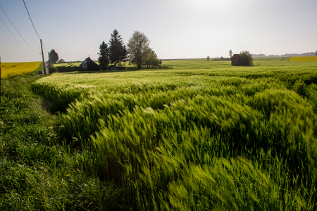 Cereal field Normandy  Sunset. Country idyll.   Springtimeの写真素材