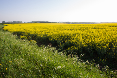 rape fields in Normandy  near  Rouen Springの写真素材