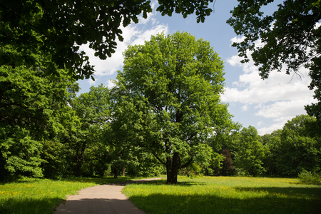 Oak tree in Main Botanical park Moscow Russia. May 30, 2018の写真素材