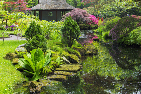 Azalea blossom in Japanese garden in Hagueの写真素材