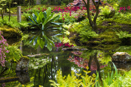 Azalea blossom in Japanese garden in Hagueの写真素材