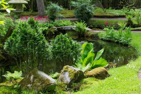 Azalea blossom in Japanese garden in Hagueの写真素材