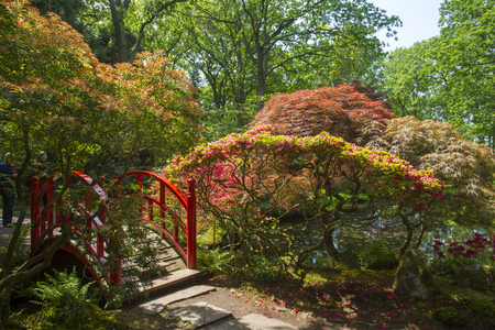 Azalea blossom in Japanese gardenの写真素材