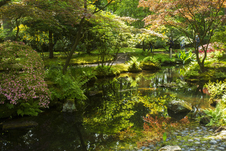 Azalea blossom in Japanese gardenの写真素材
