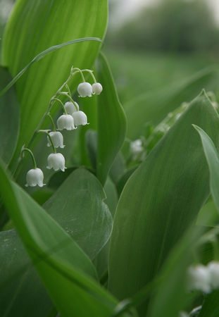 lily of the valley. Park in Moscow. Mayの写真素材