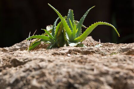 Aloe vera in  garden in  Monreale Sicily on black background. Aloe vera is planted specially in the recess on the stoneの写真素材