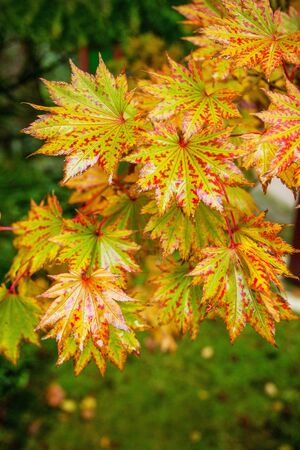 Japanese maple in Japanese  garden. Leverkusen Ð±ÐÑÐºÑÑÑÐ½の写真素材