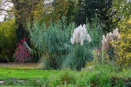 Majestic  flowers in  park FLORA in Cologne.
Autumn  (October)の写真素材