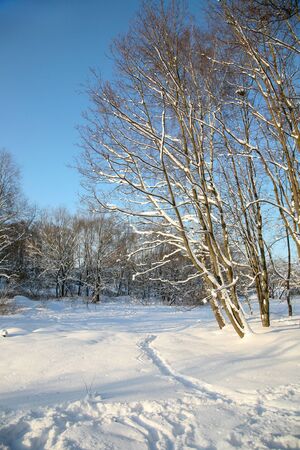 Majestic winter morning-snowy trees. Russian poet A. Pushkin write:の写真素材