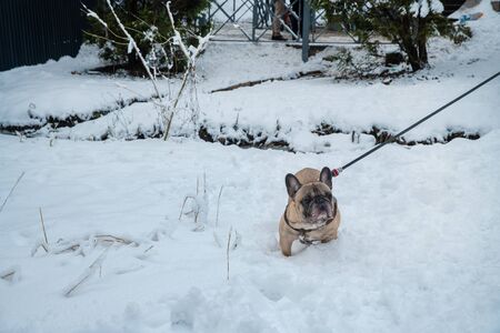 French bulldog in snow. Yesterday falled snow in Moscow and suburbans - weather changing ! Small dog.の写真素材