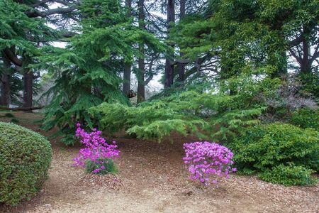 Specific variety of  rhododendrons which blossom soonの写真素材