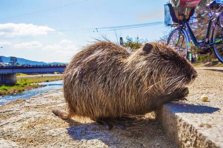 Beaver eating popcorn. which woman delivered ,. Coast of Katsura river in Kyotoの写真素材