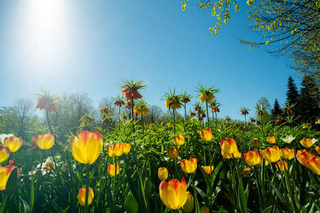 Flowerbed with yellow anf orange hazel grouse flowers and morning bright sun in frame. Gorky park - fantastic gardening! (Landscapre design) nature in May in Russia (northern state). First green leaves and grass on ground on trees!の写真素材
