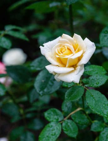 Beautiful yellow rose after rain - fantastic nature in Moscow oblast in fantastic Juneの写真素材
