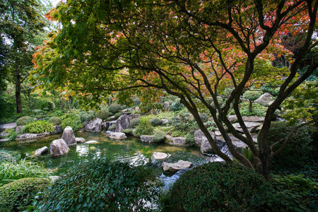 Excellent palmate maple (japanese maple) - leaves becoming red (autumn leaf color) in japanese garden in Augsburgの写真素材