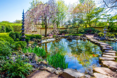 Idyllic landscape in Japanese garden in Kaiserslautern at April 21 with pond and Cherry blossom (cherry tree), KOI carps (orange and red), stepping stones. Stone lantern, decorative pagoda and Camellia Japonica bushes with red (pink) flowers. In right bottom - white Lysichiton Kamchatka.の写真素材