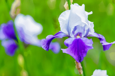 Wonderful macrophotograph of white irises in Botanical garden of Cologne - Flora, May 29の写真素材