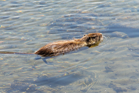 Beaver swimming in water of Kamo river. Beauty of nature in park on riverbank of Kamo river. There elderly Japanese people give feed to animals and birds Park named Kamogawa Wood deskの写真素材
