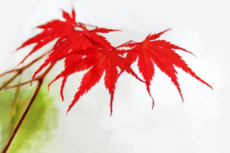 Amazing Red leaves of Japanese maple Acer palmatum dissectum) Japanese garden in Hasselt or Kaiserslautern or Potsdam or Leverkusen or Hamburg or Augsburg or Wurzburgの写真素材