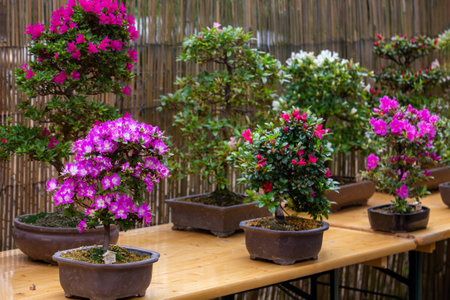Amazing bonsai trees of blooming rhododendron bonsau trees in Japanese garden in Posdam in Brandenburg: pink, purple, red and white colors blossoms!の写真素材