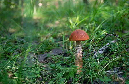 Fantastic view on Aspen mushroom with a brown mushroom head in mixed forest next to one city in England (Wales, Scotland, Northern Ireland) in Summer (August). Excellent time for walking (hike) as weekend activities - healthy life style in summertime!の写真素材