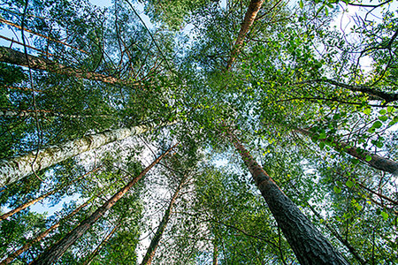 mixed forest with coniferous and deciduous trees near city of England (Wales, Scotland) - low angle view on tops of trees in summer. Healthy lifestaile to hike into the forest and clear atmpsphere under pine trees (Fantastic ecology there)の写真素材