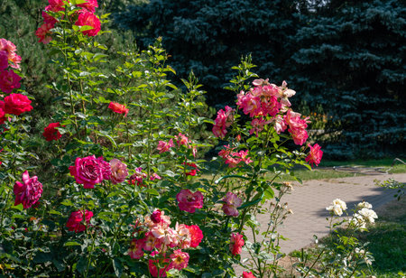 Fantastic roses at Rose garden in left part of Croisette in Cannes - summer season for recreation and relaxation on French Riviera. With Colorado white firs at backgroundの写真素材