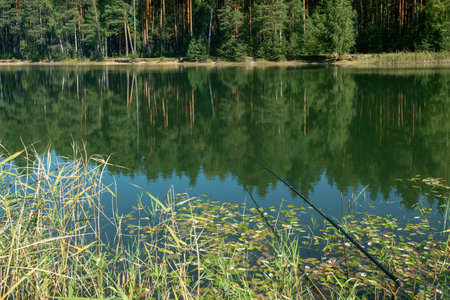 Amazing forest lake and fishing rod among bulrush (water plant) in forest next to Manchester (or Liverpool) or Belfast or Glasgow or Edinburgh or Londonの写真素材