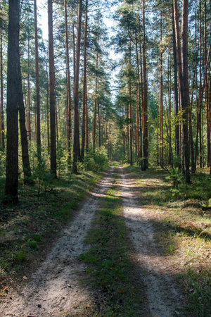 Dirty (earth) road in amazing pine forest in place next to Loch Ness lake in Scotlandの写真素材