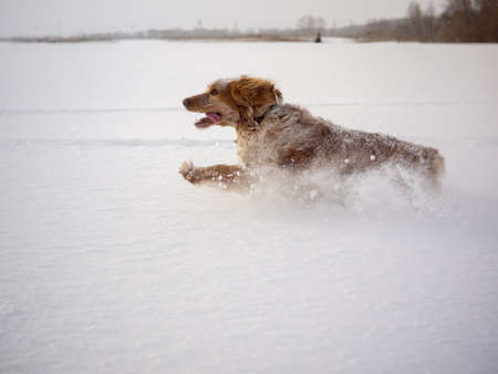 A dog of the Russian Spaniel breed happily runs through the snowdrifts