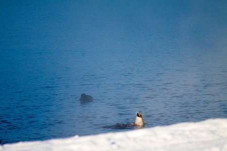 duck dives on a winter lakeの写真素材
