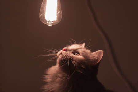 white cat looks at a light bulbの写真素材