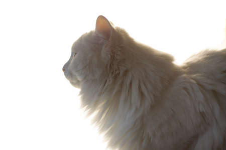 white cat on a white backgroundの写真素材