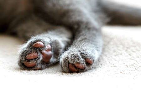 Two paws of blue british shorthair kitten. Hind legs of gray cat is lying on bedの写真素材