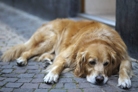 Tired dog restingの写真素材