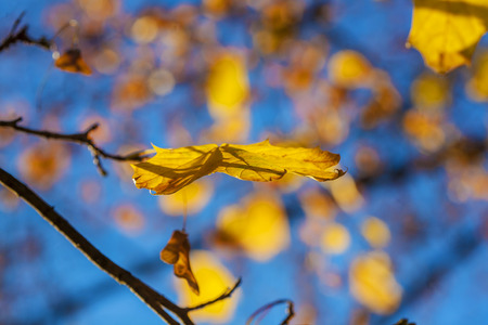 Maples leaves on the tree in the autumnの写真素材