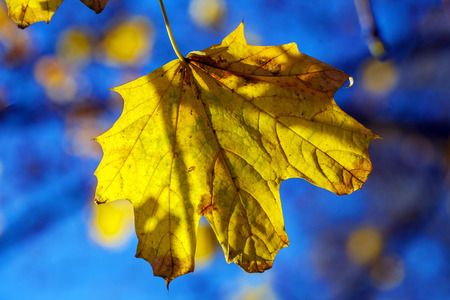 Maples leaves on the tree in the autumnの写真素材
