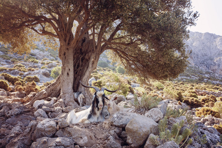 Goat resting in the mountains, Kalymnos Island, Greeceの写真素材