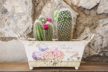 Small blooming cactuses in colorful pot on wooden tableの写真素材