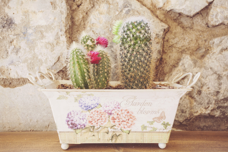 Small blooming cactuses in colorful pot on wooden tableの写真素材