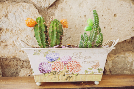 Small blooming cactuses in colorful pot on wooden tableの写真素材