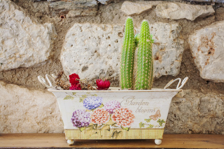 Small blooming cactuses in colorful pot on wooden tableの写真素材