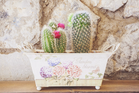 Small blooming cactuses in colorful pot on wooden tableの写真素材