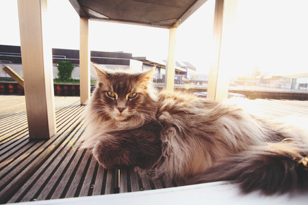 Cat resting on wooden floorの写真素材