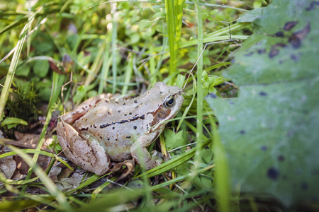 Brown frog in the wet grass of forestの写真素材