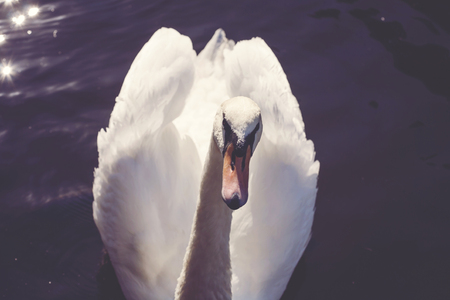 Swan on Vltava river in Prague, Czechia