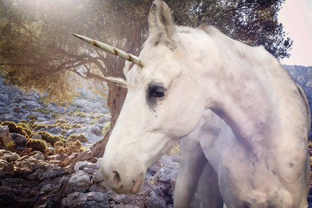Real unicorn walking in rocky land
の写真素材