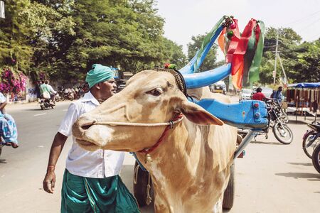 Arunachala, Tiruvannamalai / Tamil Nadu / India, January 22, 2018: Indian holy cow close to Sri Ramana Maharshi Ashramのeditorial素材